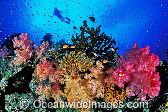 Scuba Diver and Soft Coral Garden photo