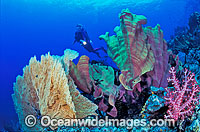 Scuba Diver and Soft Coral Garden Photo - Gary Bell