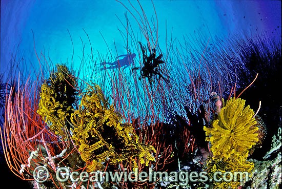Scuba Diver and Whip Corals photo