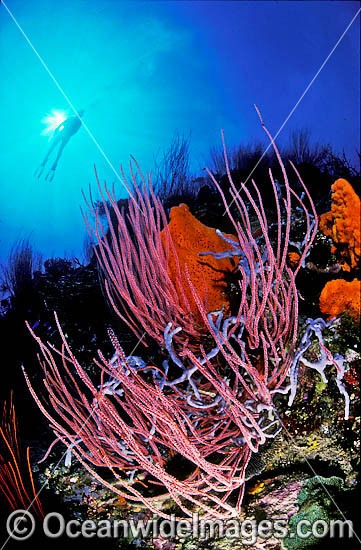 Scuba Diver and Whip Coral reef photo