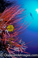 Scuba Diver with Whip Corals and Feather Stars Photo - Gary Bell
