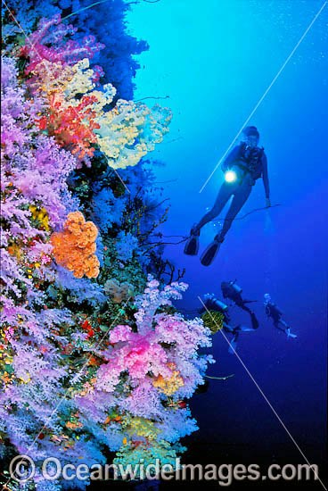 Scuba Diver with Soft Coral photo