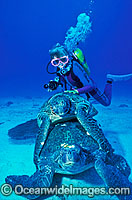 Scuba Diver and mating Green Turtles Photo - Gary Bell