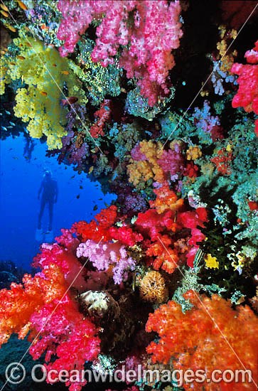 Scuba Diver with Soft Coral Tree photo