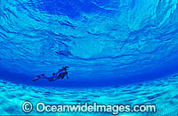 Scuba Diver diving in shallow water Photo - Gary Bell
