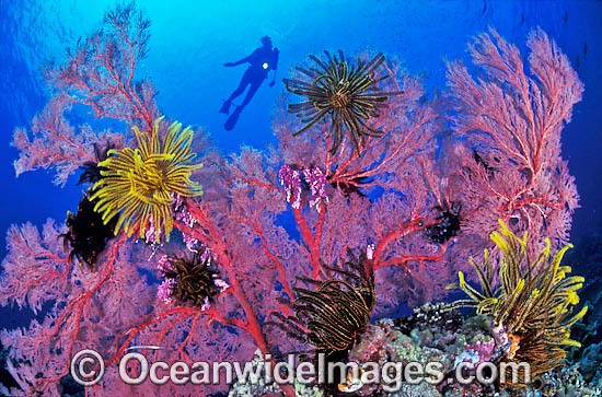 Scuba Diver and Gorgonian Fan Coral photo