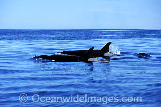 Orcas on surface photo