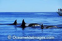 Killer Whale Orcinus orca Photo - Lin Sutherland