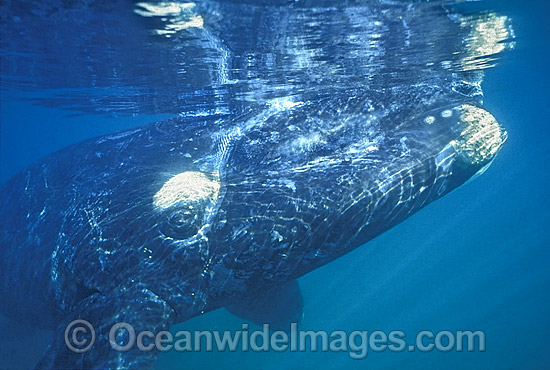 Southern Right Whale Eubalaena australis photo