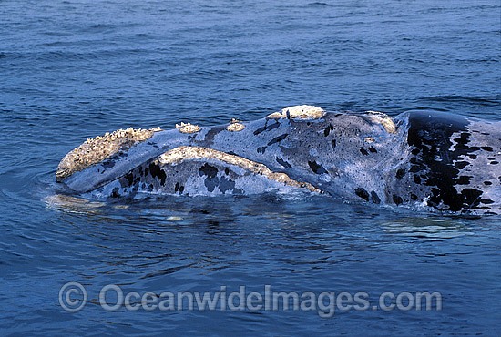 Southern Right Whale callosities photo