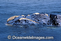 Southern Right Whale callosities Photo - Lin Sutherland