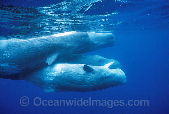 Pod of Sperm Whales photo