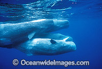 Pod of Sperm Whales Photo - Lin Sutherland