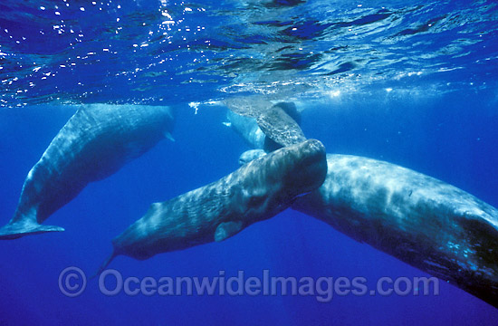 Pod of Sperm Whales Physeter macrocephalus photo