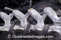 Vertebrate of beached Sperm Whale Photo - Lin Sutherland