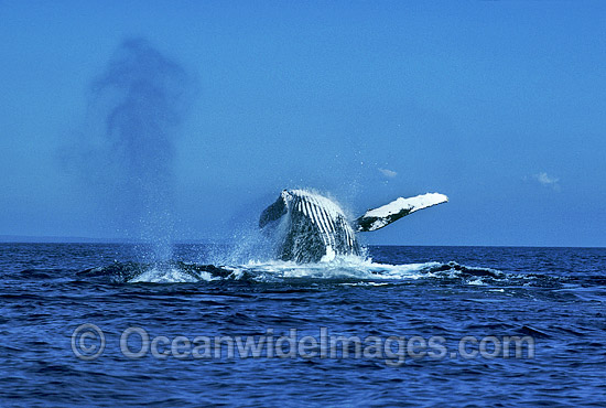Humpback Whale breaching expelling air photo