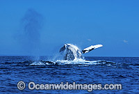 Humpback Whale breaching expelling air Photo - Mark Simmons