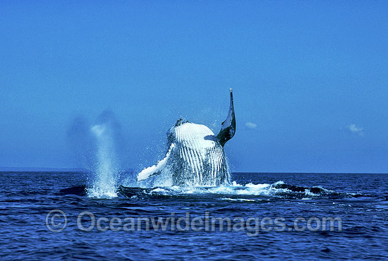 Humpback Whale breaching expelling air photo