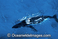 Aerial view of Humpback Whale mother with calf Photo - Mark Simmons