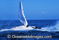 Humpback Whale slapping pectoral fin Photo - Mark Simmons