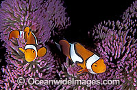 Amphiprion percula Clown Anemonefish Photo - Gary Bell