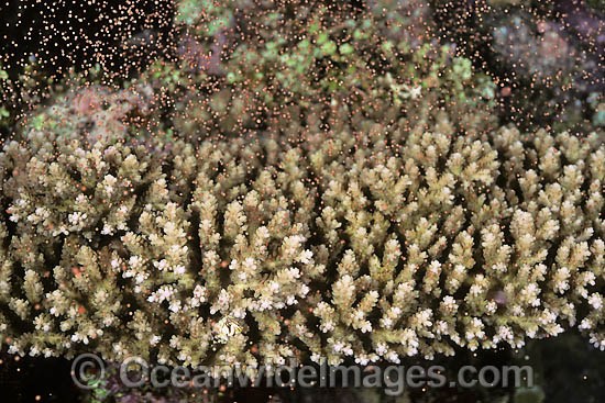 Acropora Coral showing egg sperm bundles photo