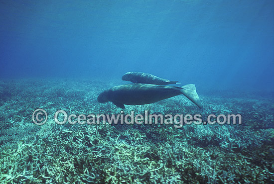 Dugong mother and calf photo