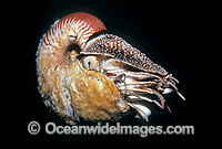 Chambered Nautilus Nautilus scrobiculatus Photo - Bob Halstead
