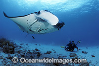 Scuba Diver photographing Manta Ray Photo - Bob Halstead