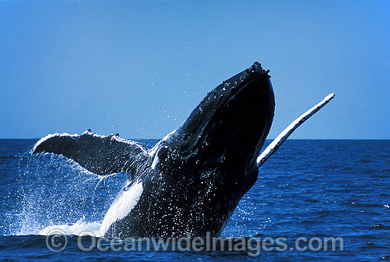 Humpback Whale breaching photo
