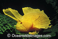 Golden Weedfish Cristiceps aurantiacus Photo - Bill Boyle