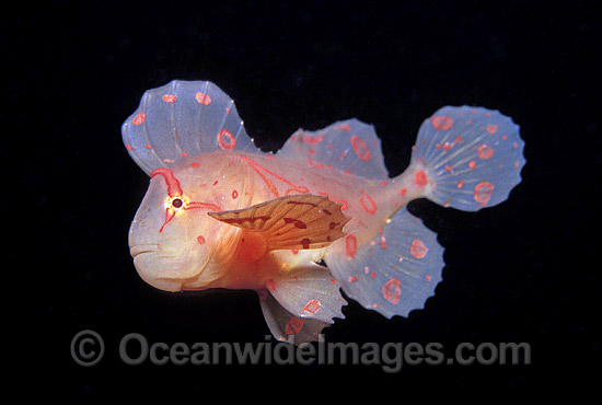 Red Velvetfish Gnathanacanthus goetzeei photo