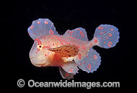 Red Velvetfish Gnathanacanthus goetzeei Photo - Bill Boyle
