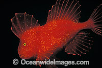 Red Velvetfish Photo - Bill Boyle
