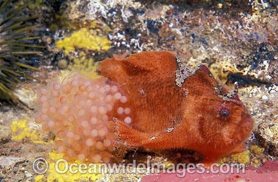 Prickly Anglerfish with eggs photo