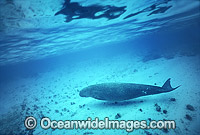 Dugong mother and calf Photo - Bill Boyle