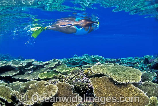 Snorkel Diver Coral reef photo