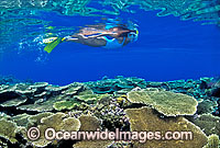 Snorkel Diver Coral reef Photo - Gary Bell