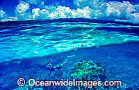 Snorkelers Coral reef Photo - Gary Bell