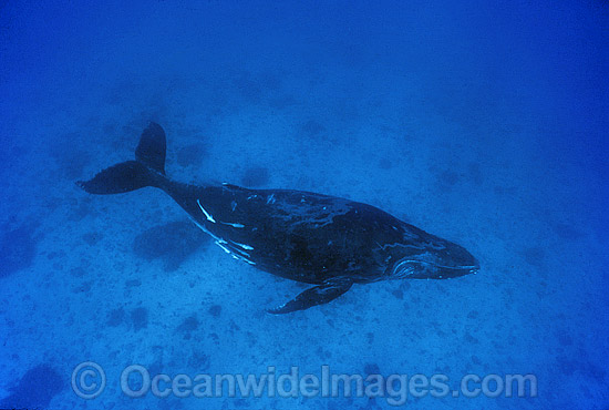 Humpback Whale adolescent underwater photo