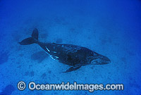 Humpback Whale adolescent underwater Photo - Gary Bell