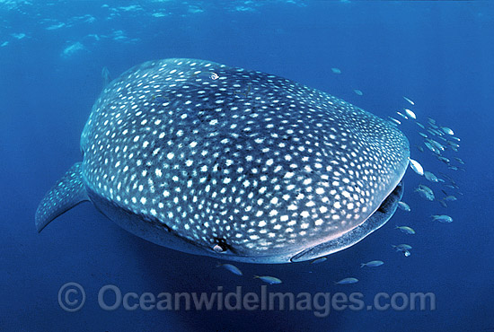 Whale Shark with Pilot Fish photo