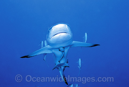 Grey Reef Shark with Remora and Jacks photo