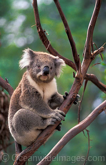 Koala Phascolarctos cinereus photo