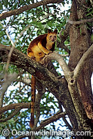 Goodfellows Tree-kangaroo Photo - Gary Bell
