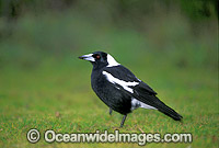 Black-Backed Magpie Gymnorhina tibicen Photo - Gary Bell
