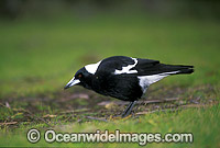Black-Backed Australian Magpie Photo - Gary Bell
