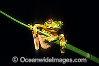 Red-eyed Tree Frog Litoria chloris Photo - Gary Bell