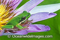 Eastern Dwarf Tree Frog on Waterlily flower Photo - Gary Bell