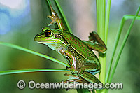 Green Golden Bell Frog Litoria aurea Photo - Gary Bell